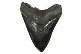 Serrated, Fossil Megalodon Tooth - South Carolina #340279-1